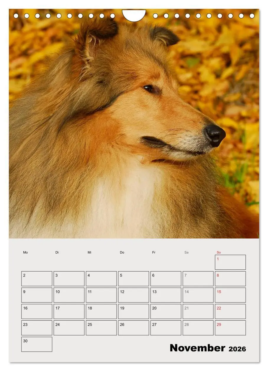Bild: 9783516435443 | Collies - Freunde für´s Leben (Wandkalender 2026 DIN A4 hoch),...