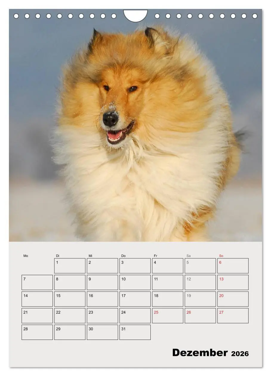 Bild: 9783516435443 | Collies - Freunde für´s Leben (Wandkalender 2026 DIN A4 hoch),...