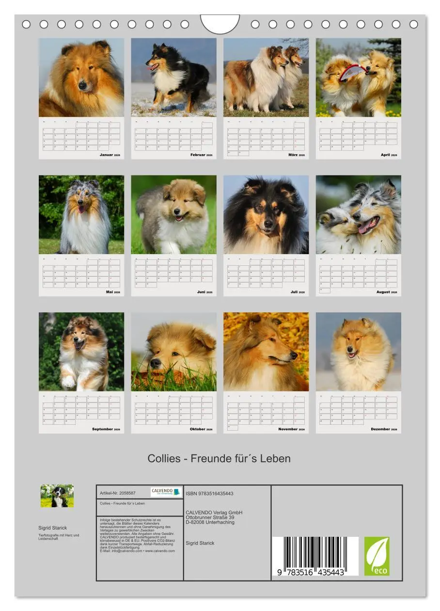 Bild: 9783516435443 | Collies - Freunde für´s Leben (Wandkalender 2026 DIN A4 hoch),...