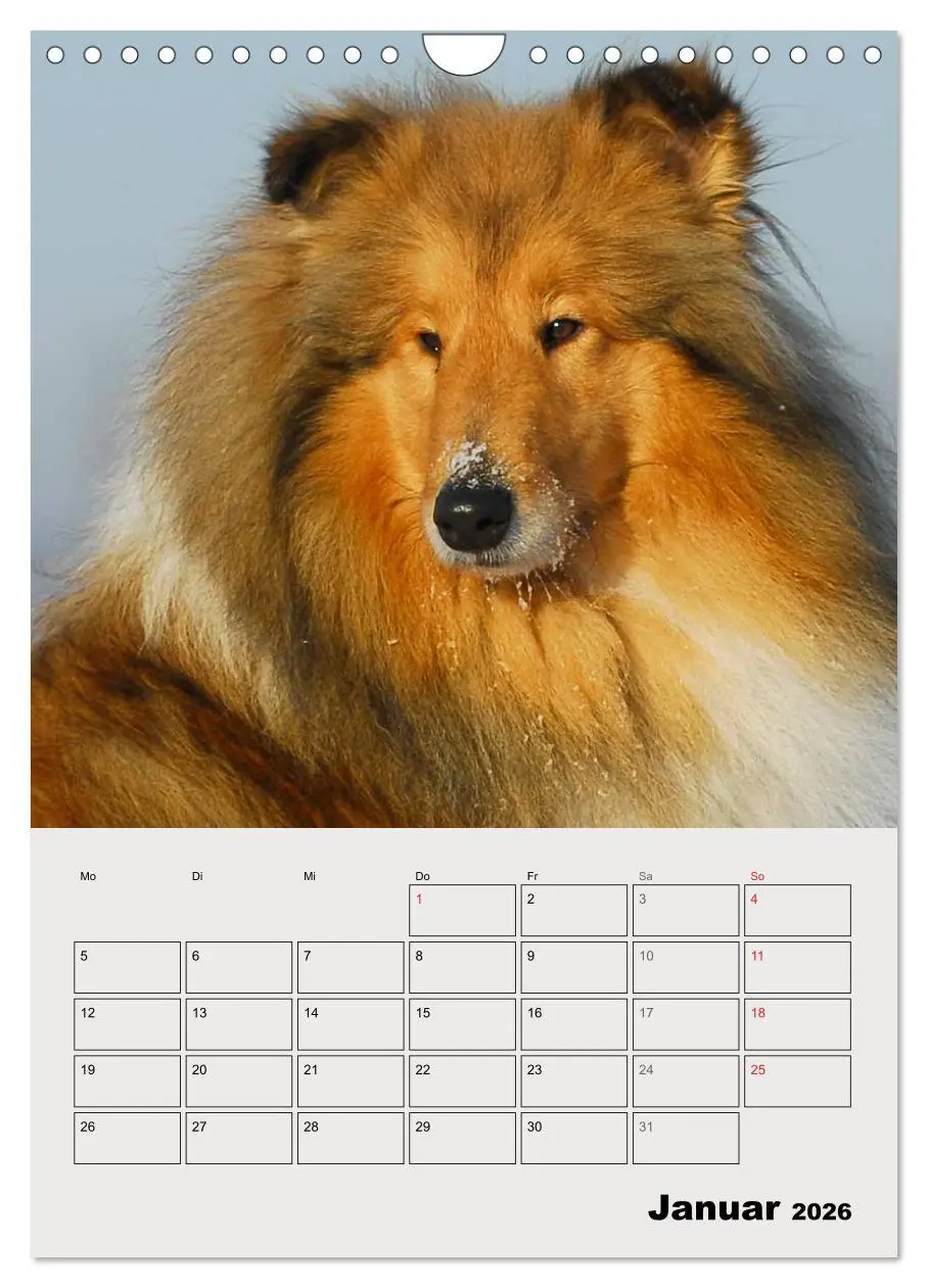 Bild: 9783516435443 | Collies - Freunde für´s Leben (Wandkalender 2026 DIN A4 hoch),...