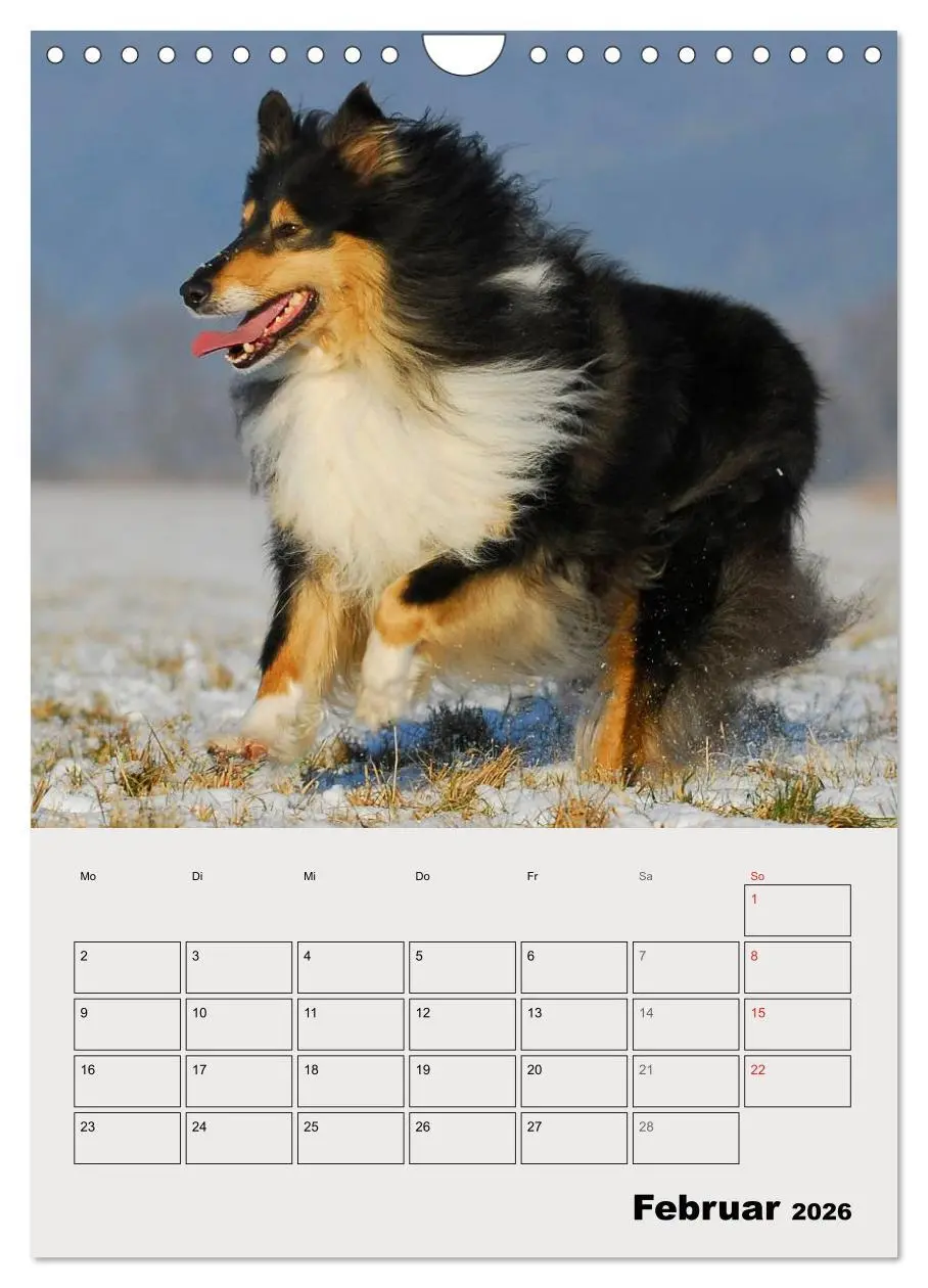 Bild: 9783516435443 | Collies - Freunde für´s Leben (Wandkalender 2026 DIN A4 hoch),...