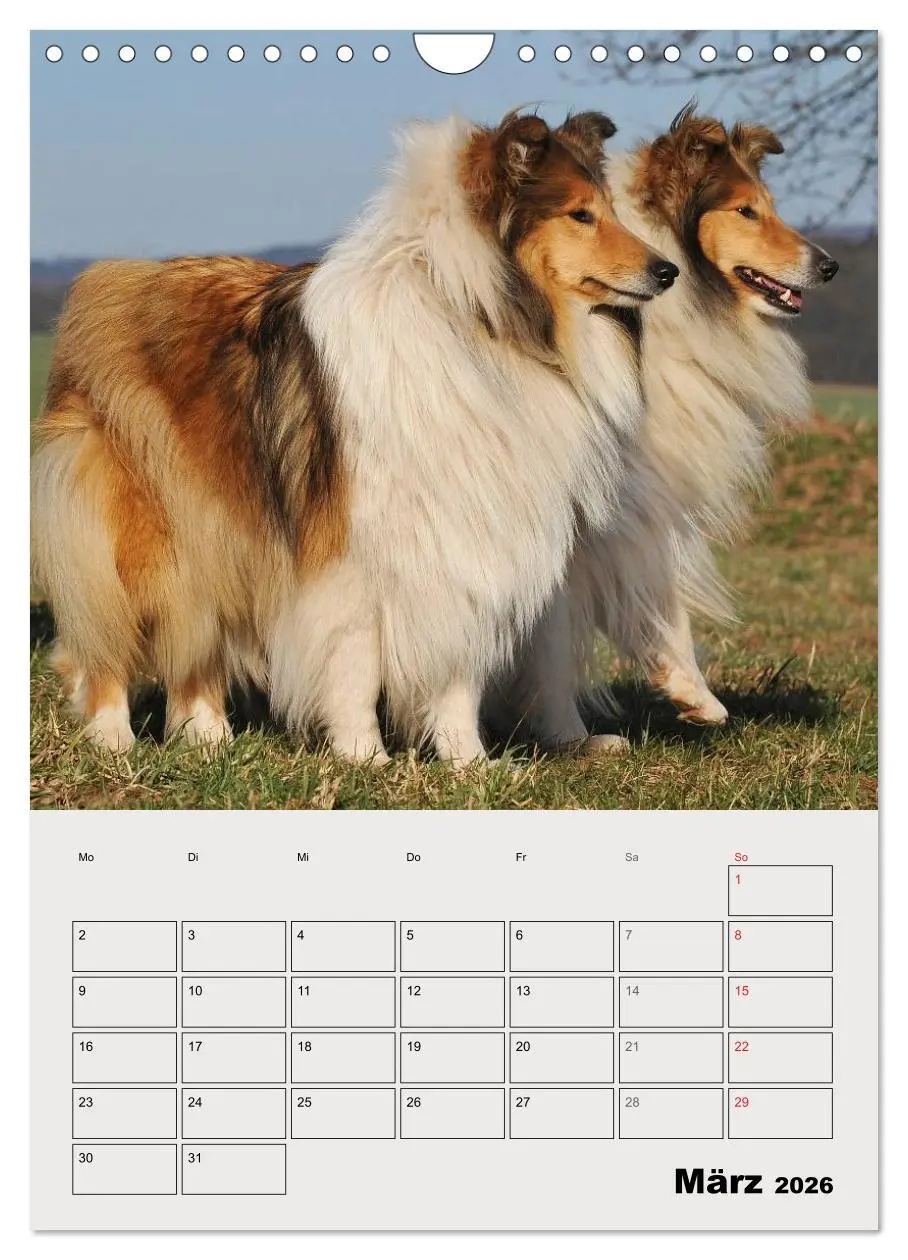 Bild: 9783516435443 | Collies - Freunde für´s Leben (Wandkalender 2026 DIN A4 hoch),...