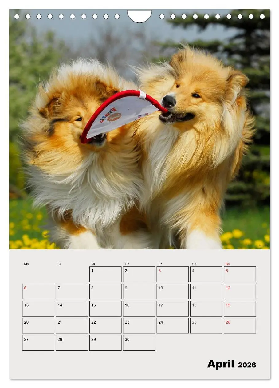 Bild: 9783516435443 | Collies - Freunde für´s Leben (Wandkalender 2026 DIN A4 hoch),...