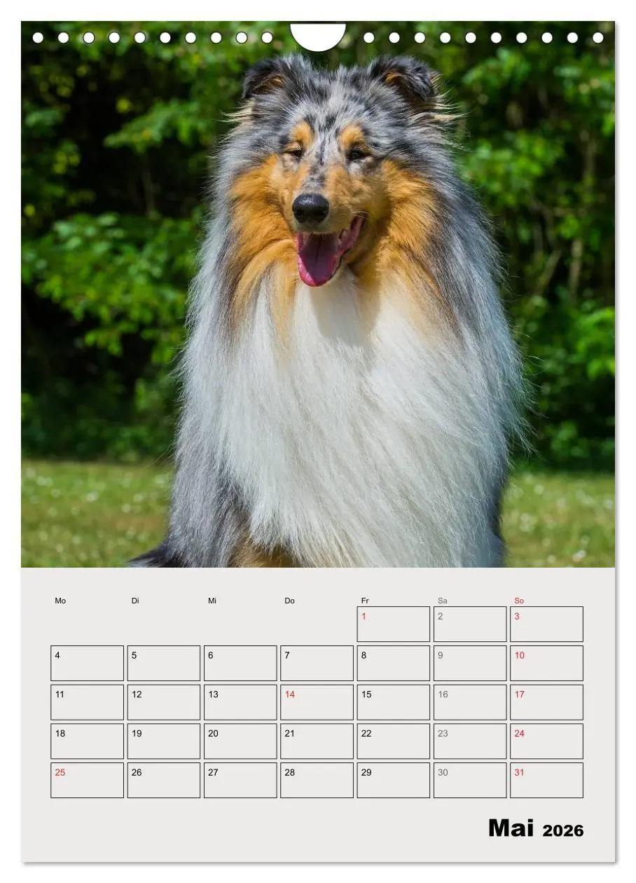 Bild: 9783516435443 | Collies - Freunde für´s Leben (Wandkalender 2026 DIN A4 hoch),...