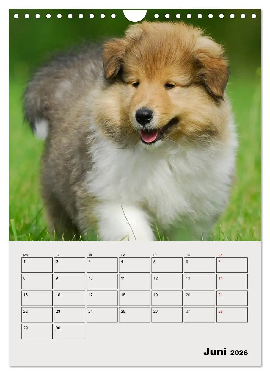 Bild: 9783516435443 | Collies - Freunde für´s Leben (Wandkalender 2026 DIN A4 hoch),...