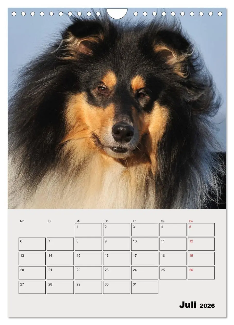 Bild: 9783516435443 | Collies - Freunde für´s Leben (Wandkalender 2026 DIN A4 hoch),...