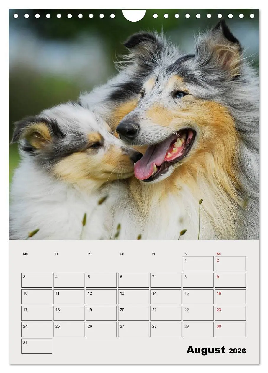 Bild: 9783516435443 | Collies - Freunde für´s Leben (Wandkalender 2026 DIN A4 hoch),...