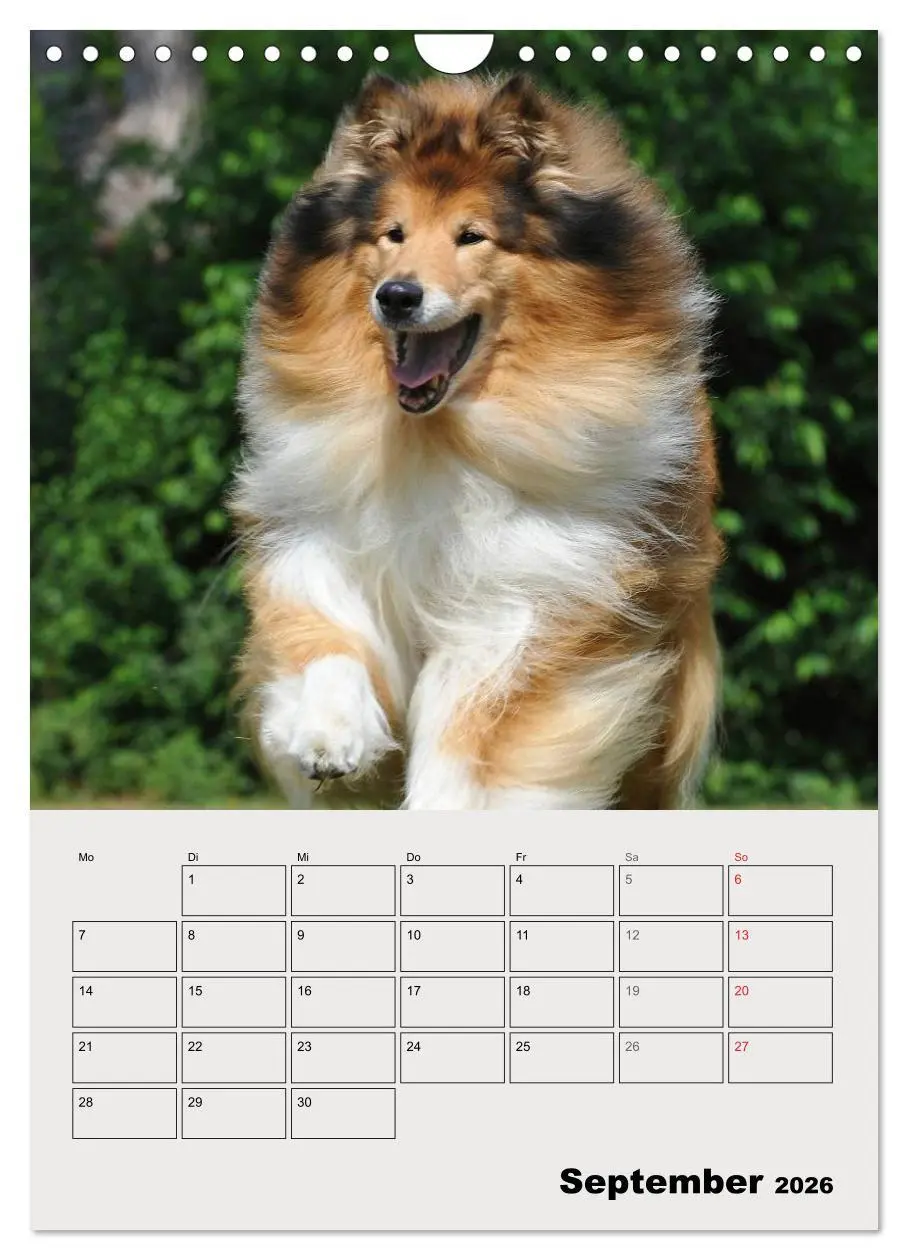 Bild: 9783516435443 | Collies - Freunde für´s Leben (Wandkalender 2026 DIN A4 hoch),...