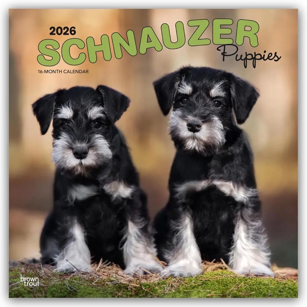 Cover: 9798330705443 | Schnauzer Puppies 2026 12 X 24 Inch (Hanging) Monthly Square Wall...