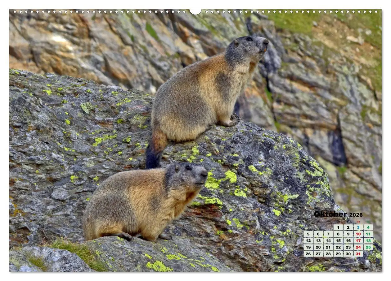 Bild: 9783457495643 | Big Five der Alpen Gämse, Steinbock, Murmeltier, Steinadler,...