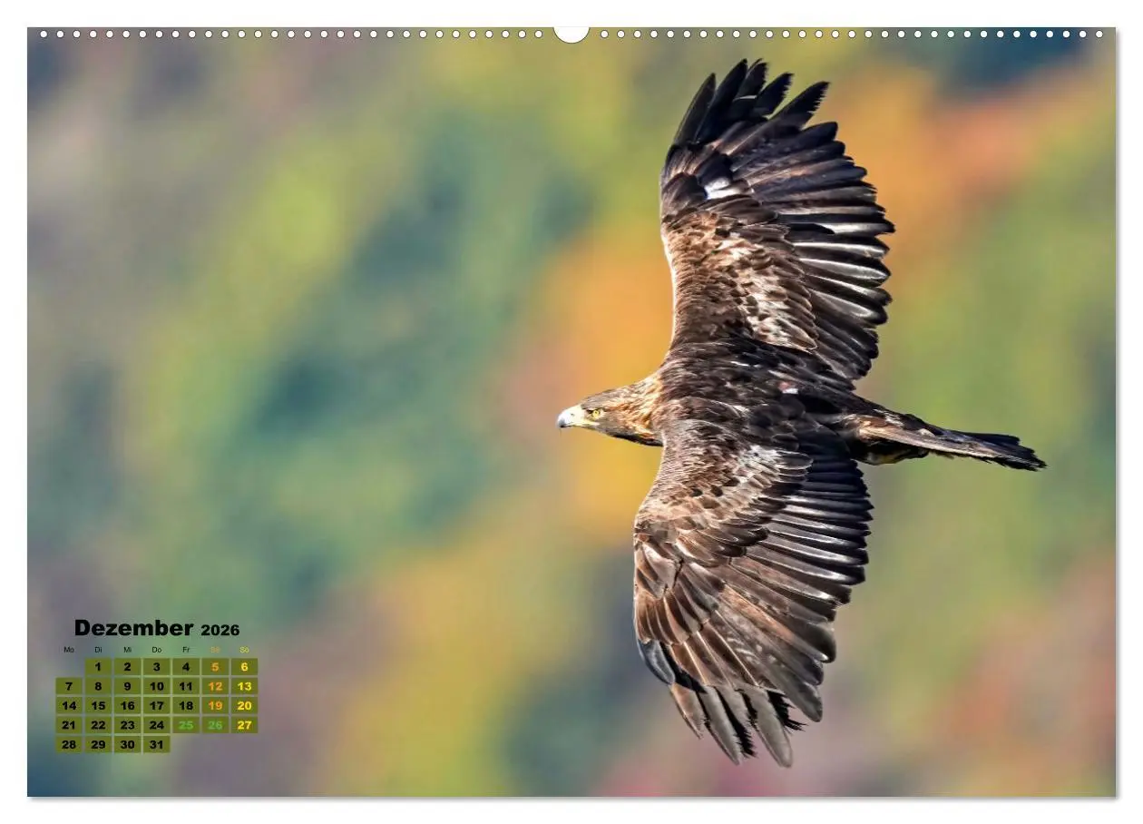 Bild: 9783457495643 | Big Five der Alpen Gämse, Steinbock, Murmeltier, Steinadler,...