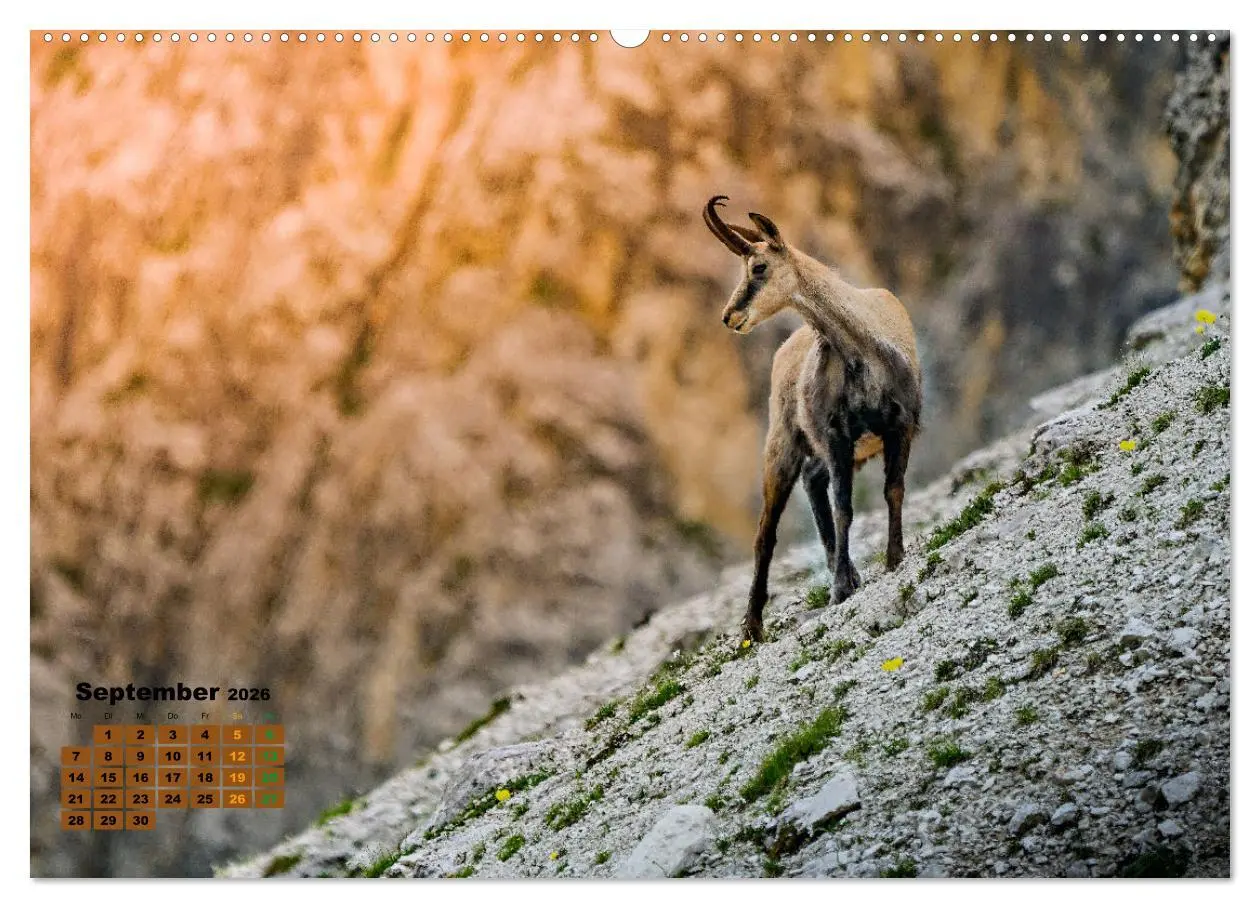 Bild: 9783457495643 | Big Five der Alpen Gämse, Steinbock, Murmeltier, Steinadler,...