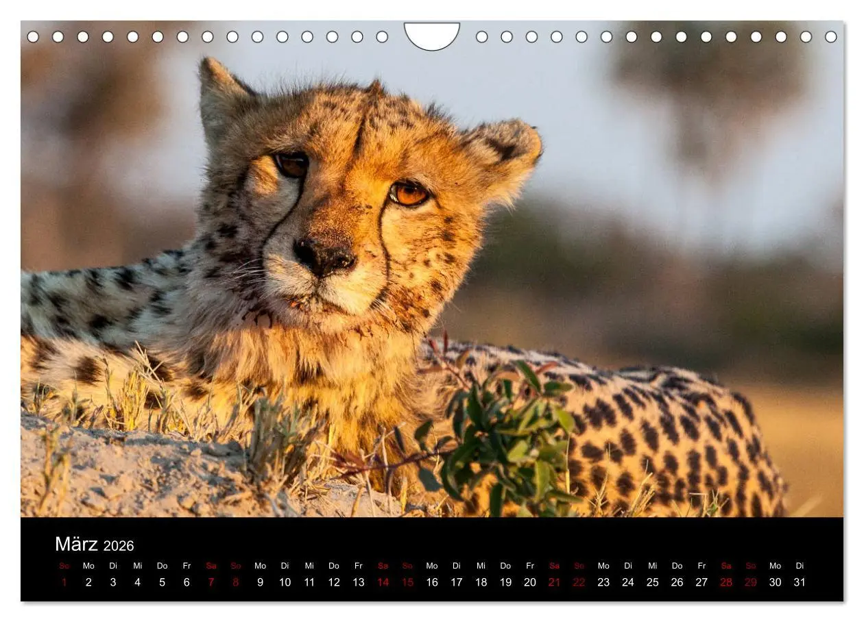 Bild: 9783457875643 | Afrika - Faszination Tierwelt (Wandkalender 2026 DIN A4 quer),...