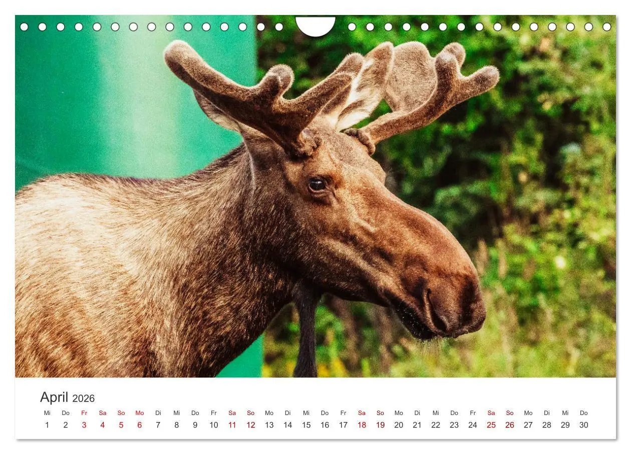 Bild: 9783457615843 | Alaska - Eine unvergessliche Reise. (Wandkalender 2026 DIN A4...