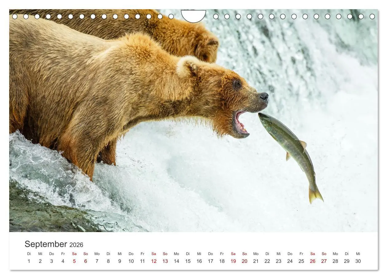 Bild: 9783457615843 | Alaska - Eine unvergessliche Reise. (Wandkalender 2026 DIN A4...