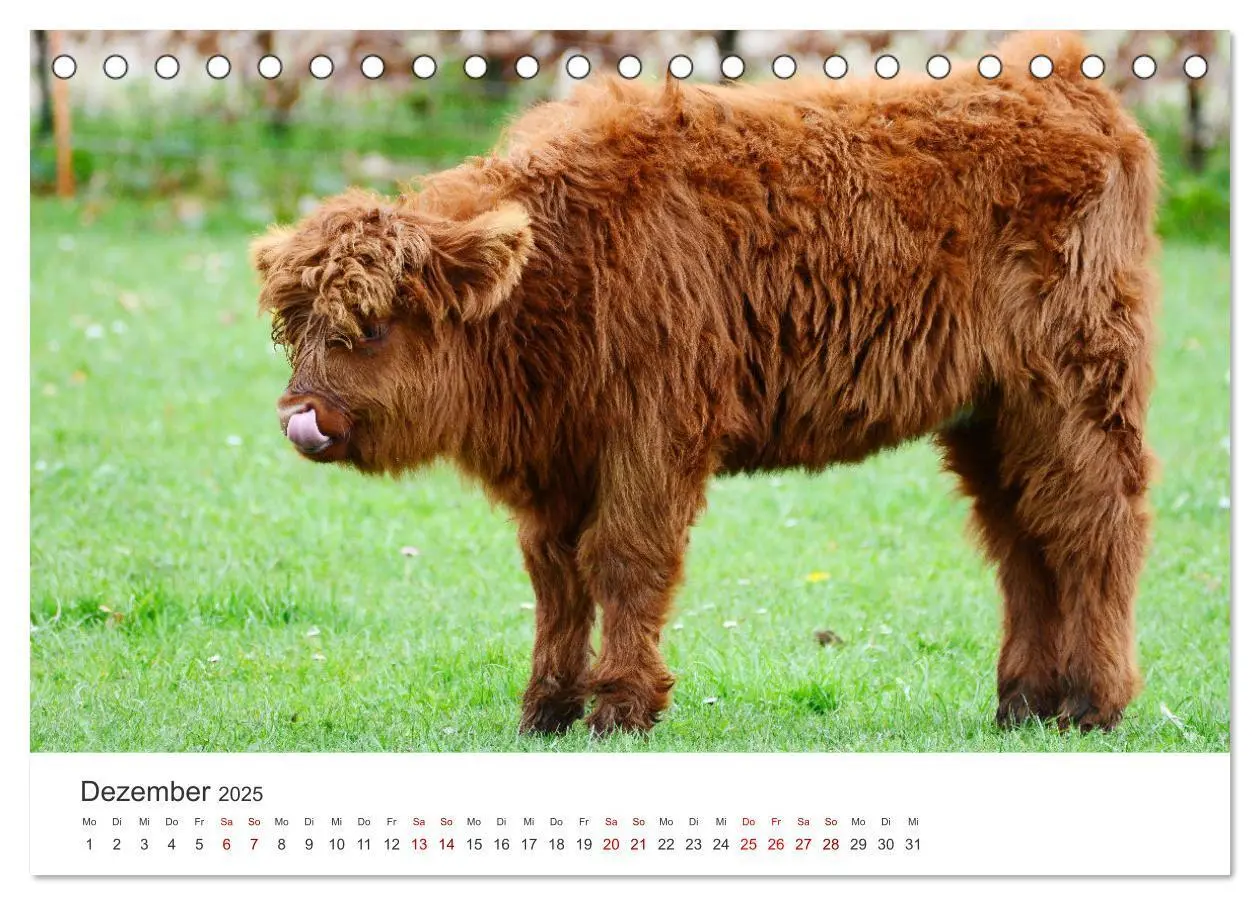 Bild: 9783435016143 | Kälber - Kleine Herzensbrecher auf den Wiesen (Tischkalender 2025...