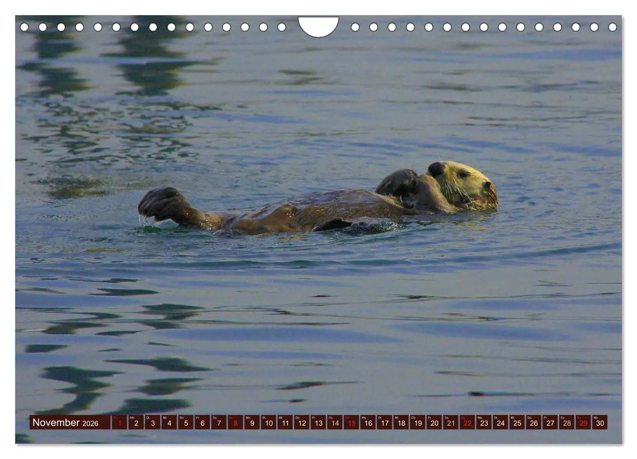 Bild: 9783516056143 | Otter. Frech, laut und clever (Wandkalender 2026 DIN A4 quer),...