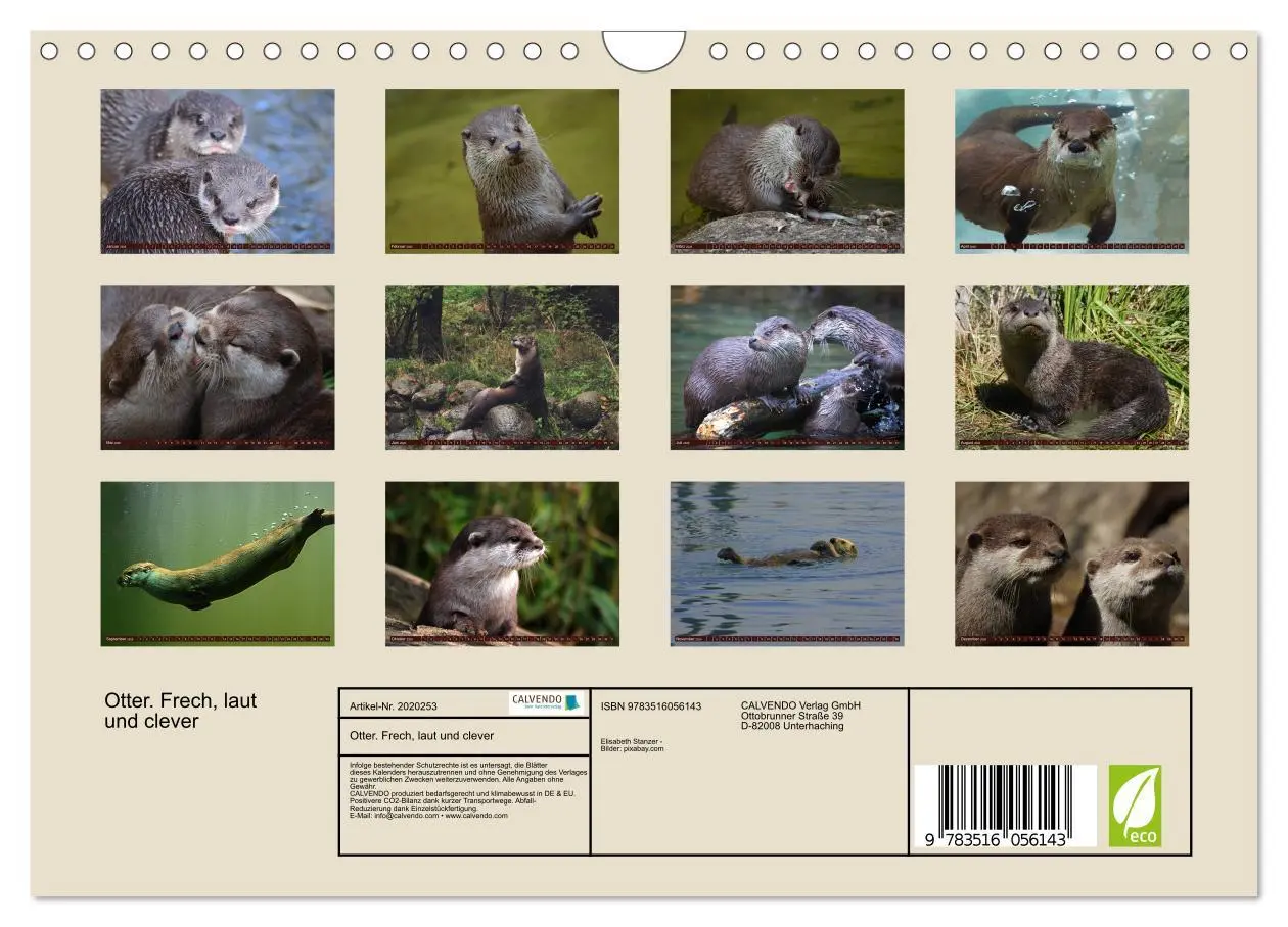Bild: 9783516056143 | Otter. Frech, laut und clever (Wandkalender 2026 DIN A4 quer),...
