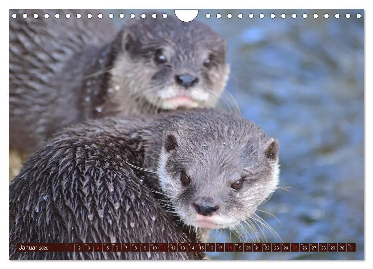 Bild: 9783516056143 | Otter. Frech, laut und clever (Wandkalender 2026 DIN A4 quer),...