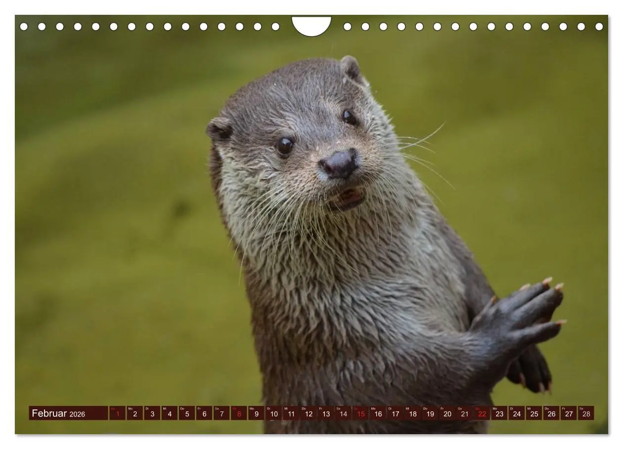 Bild: 9783516056143 | Otter. Frech, laut und clever (Wandkalender 2026 DIN A4 quer),...