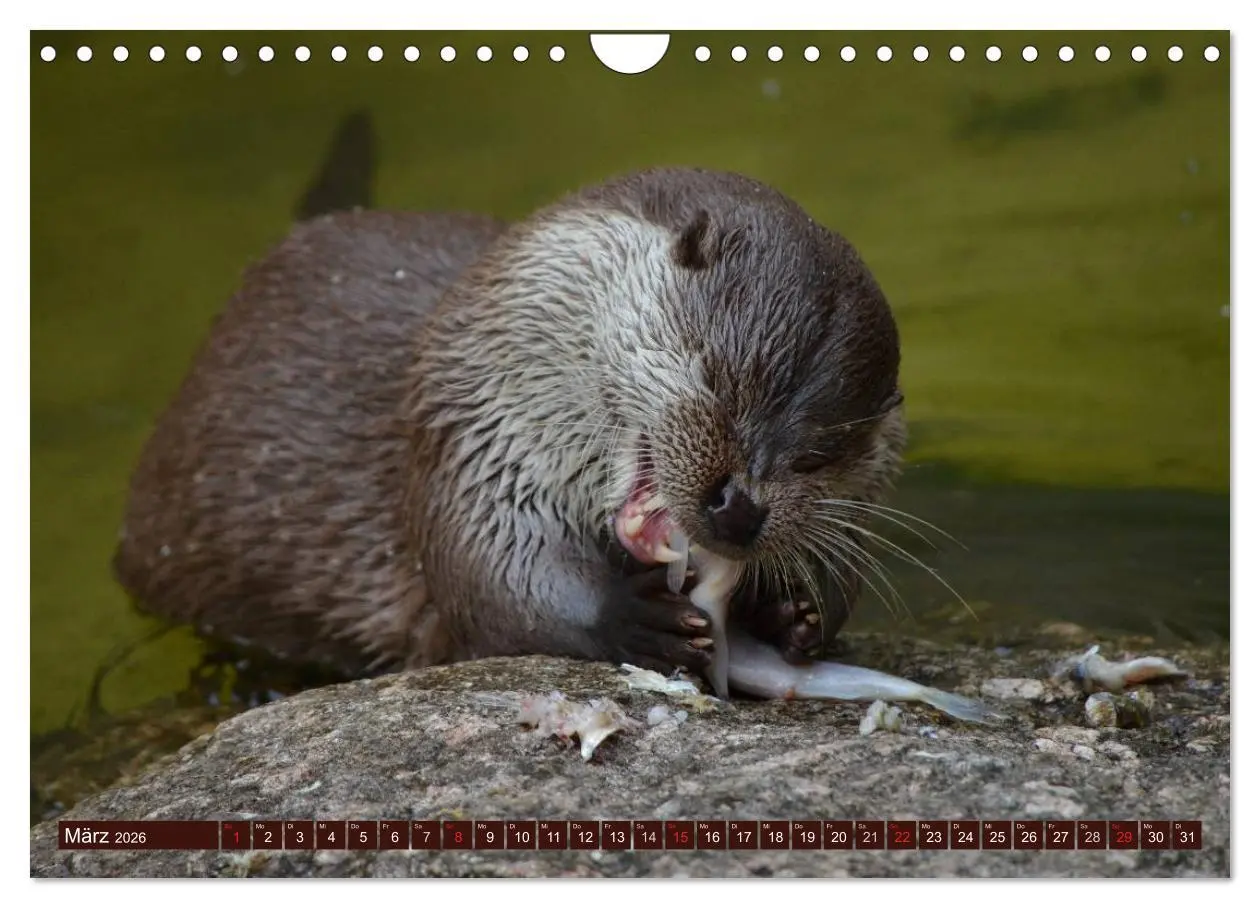 Bild: 9783516056143 | Otter. Frech, laut und clever (Wandkalender 2026 DIN A4 quer),...