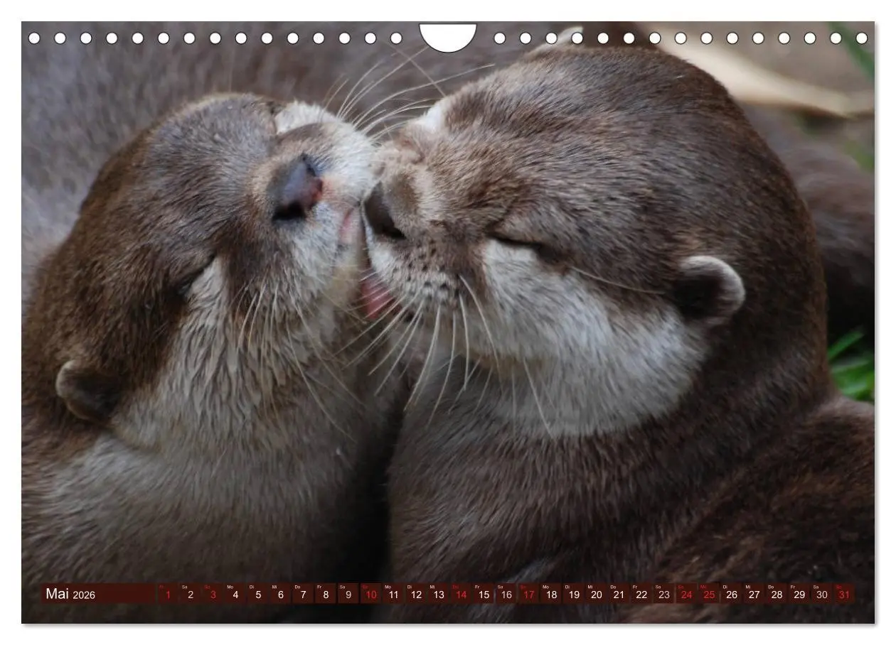 Bild: 9783516056143 | Otter. Frech, laut und clever (Wandkalender 2026 DIN A4 quer),...