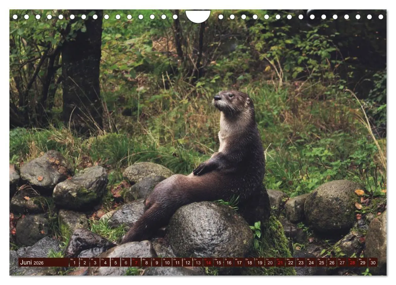 Bild: 9783516056143 | Otter. Frech, laut und clever (Wandkalender 2026 DIN A4 quer),...