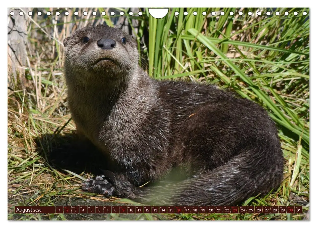 Bild: 9783516056143 | Otter. Frech, laut und clever (Wandkalender 2026 DIN A4 quer),...