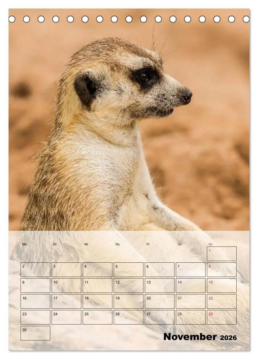 Bild: 9783516436143 | Erdmännchen - Afrikas liebenswerte Zwerge (Tischkalender 2026 DIN...