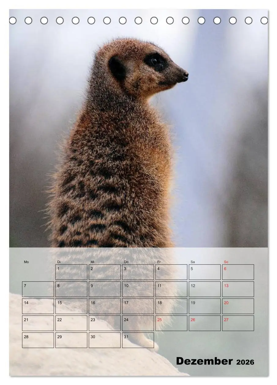 Bild: 9783516436143 | Erdmännchen - Afrikas liebenswerte Zwerge (Tischkalender 2026 DIN...