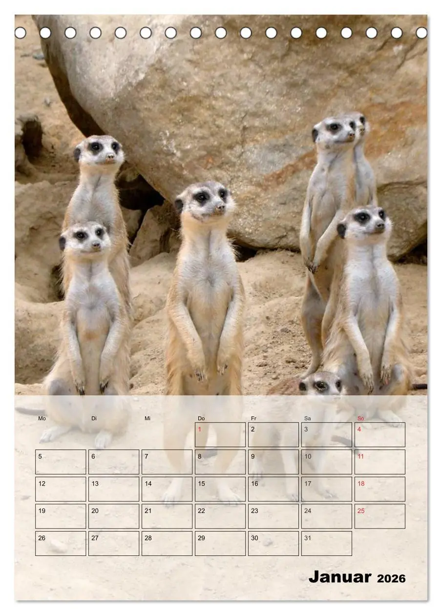 Bild: 9783516436143 | Erdmännchen - Afrikas liebenswerte Zwerge (Tischkalender 2026 DIN...