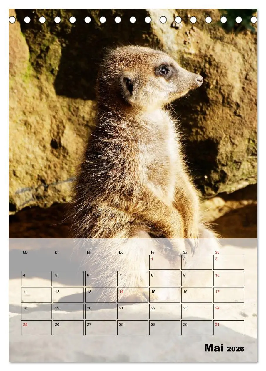 Bild: 9783516436143 | Erdmännchen - Afrikas liebenswerte Zwerge (Tischkalender 2026 DIN...