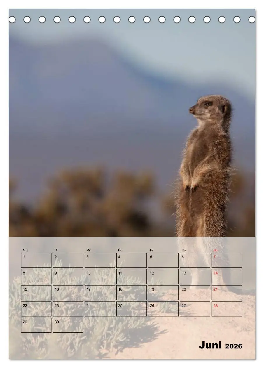 Bild: 9783516436143 | Erdmännchen - Afrikas liebenswerte Zwerge (Tischkalender 2026 DIN...