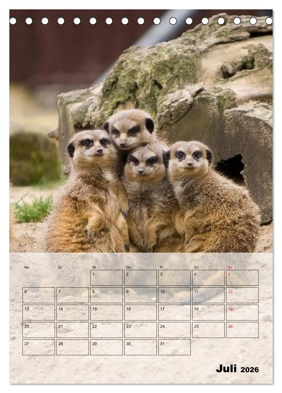 Bild: 9783516436143 | Erdmännchen - Afrikas liebenswerte Zwerge (Tischkalender 2026 DIN...