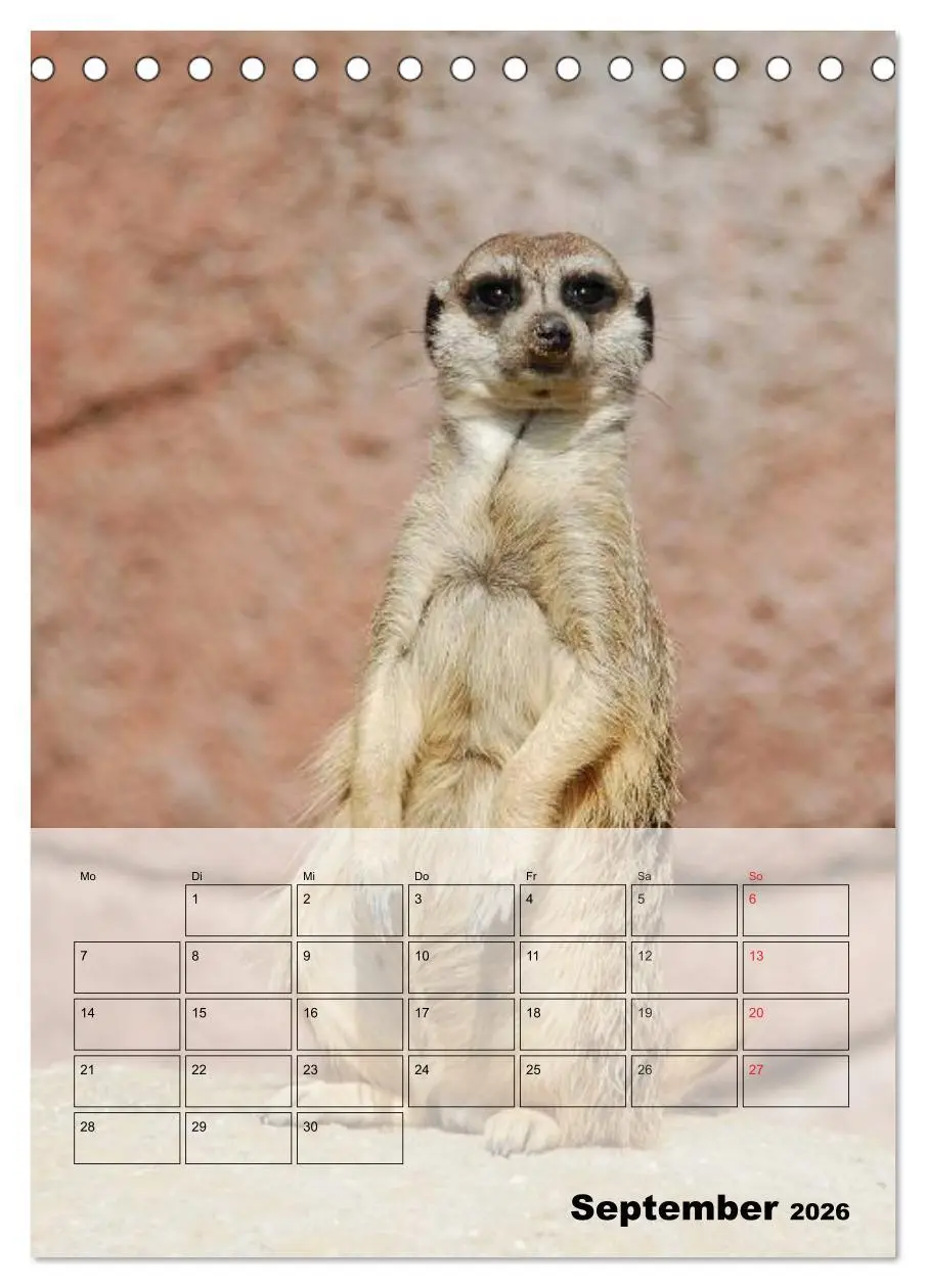 Bild: 9783516436143 | Erdmännchen - Afrikas liebenswerte Zwerge (Tischkalender 2026 DIN...