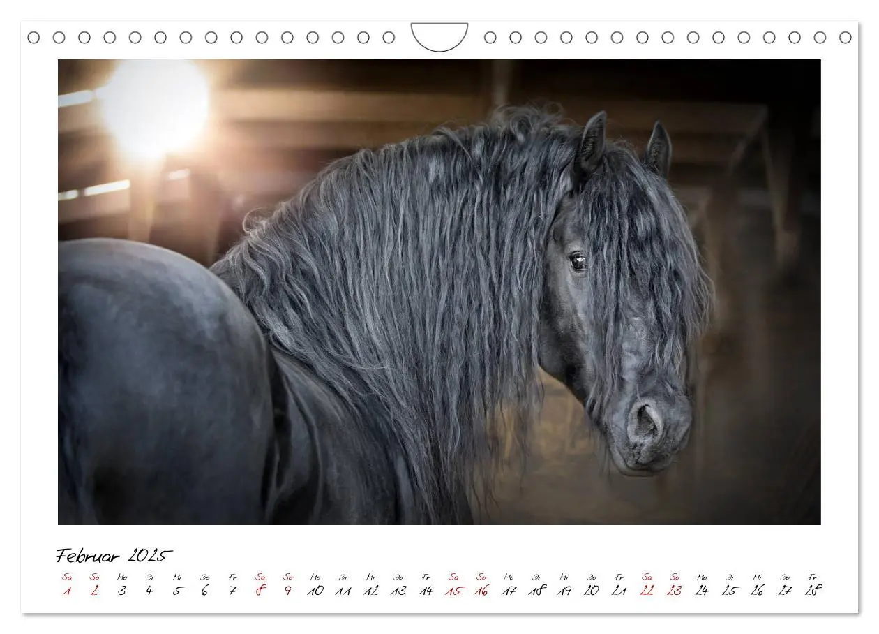 Bild: 9783435236343 | Friesen - stolze Giganten (Wandkalender 2025 DIN A4 quer), CALVENDO...