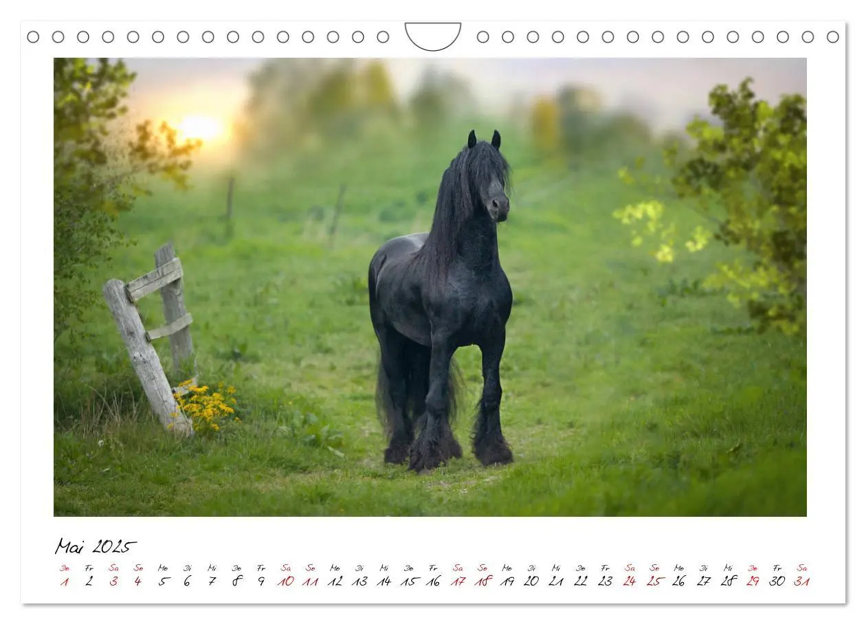 Bild: 9783435236343 | Friesen - stolze Giganten (Wandkalender 2025 DIN A4 quer), CALVENDO...
