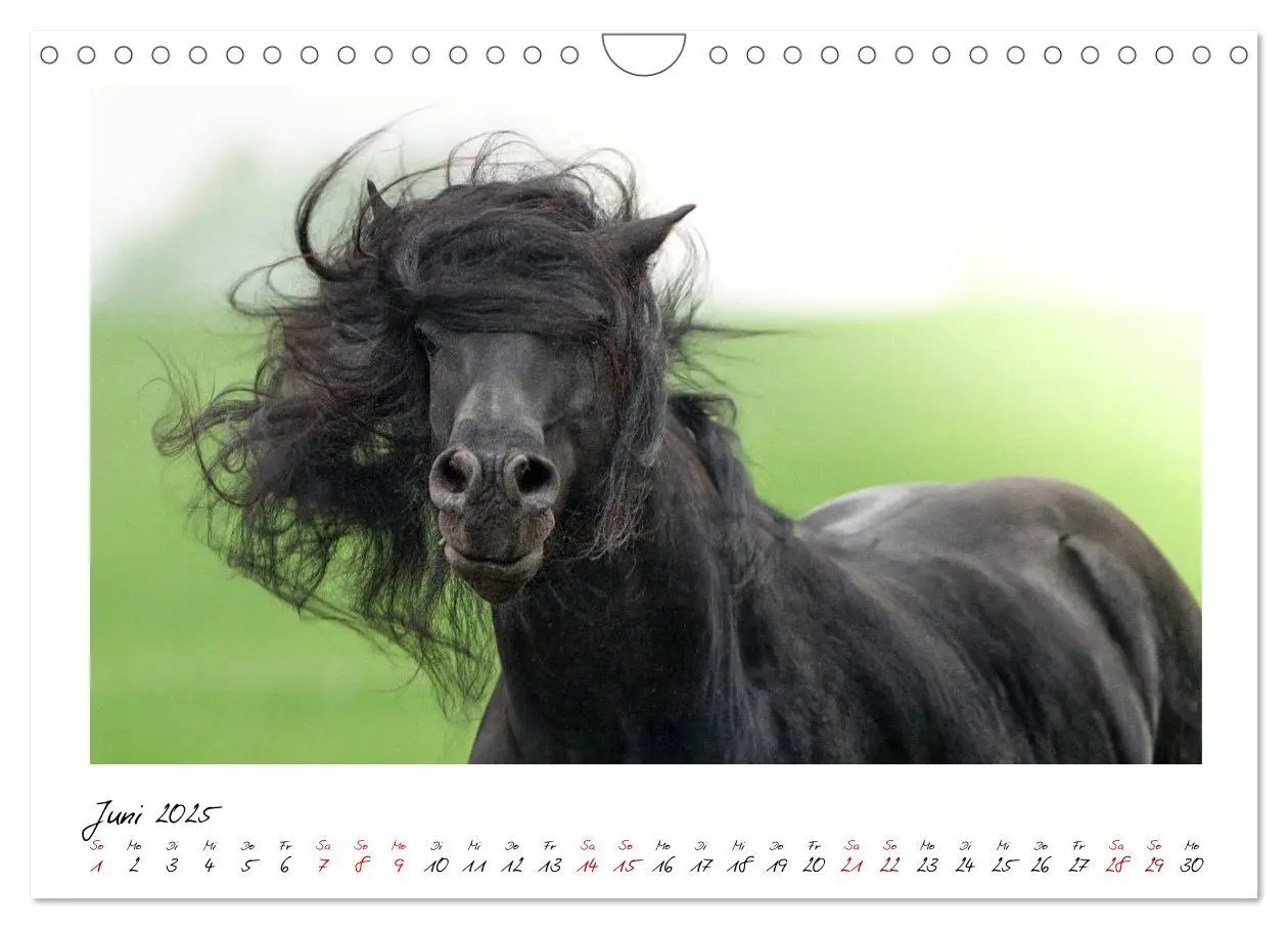 Bild: 9783435236343 | Friesen - stolze Giganten (Wandkalender 2025 DIN A4 quer), CALVENDO...