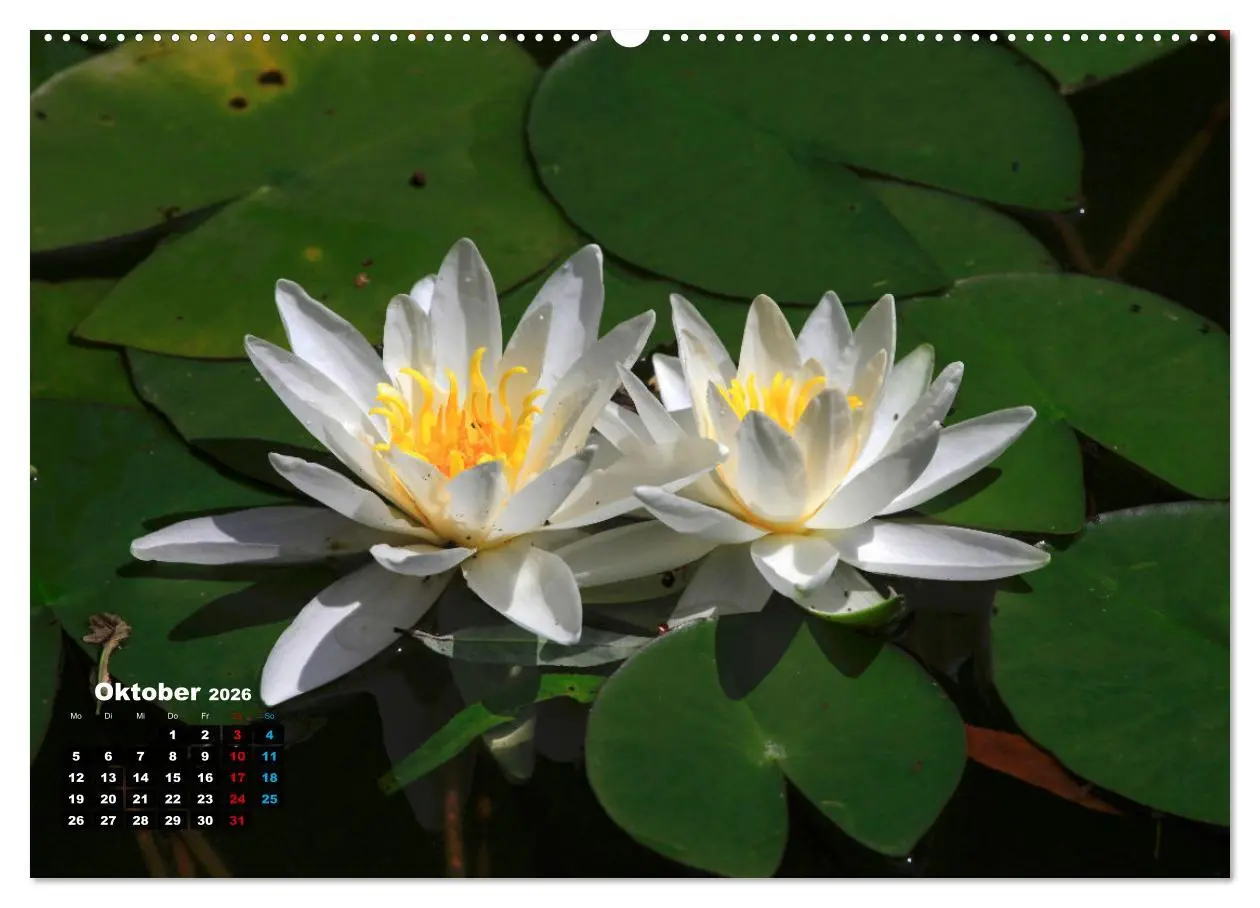 Bild: 9783457536643 | Malerische Seerosen (Wandkalender 2026 DIN A2 quer), CALVENDO...