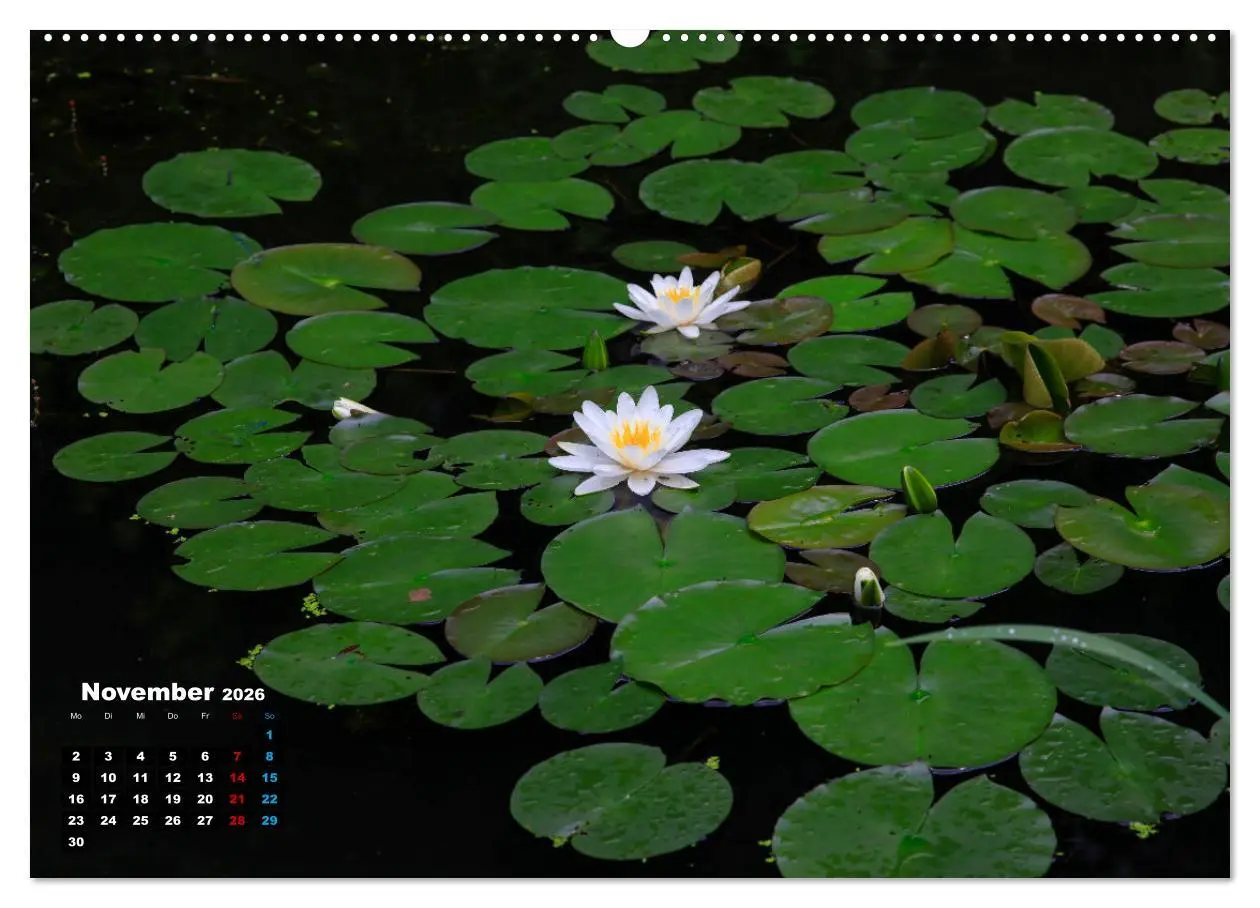 Bild: 9783457536643 | Malerische Seerosen (Wandkalender 2026 DIN A2 quer), CALVENDO...