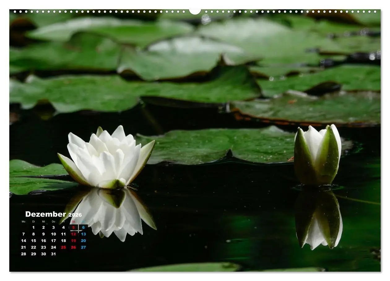 Bild: 9783457536643 | Malerische Seerosen (Wandkalender 2026 DIN A2 quer), CALVENDO...