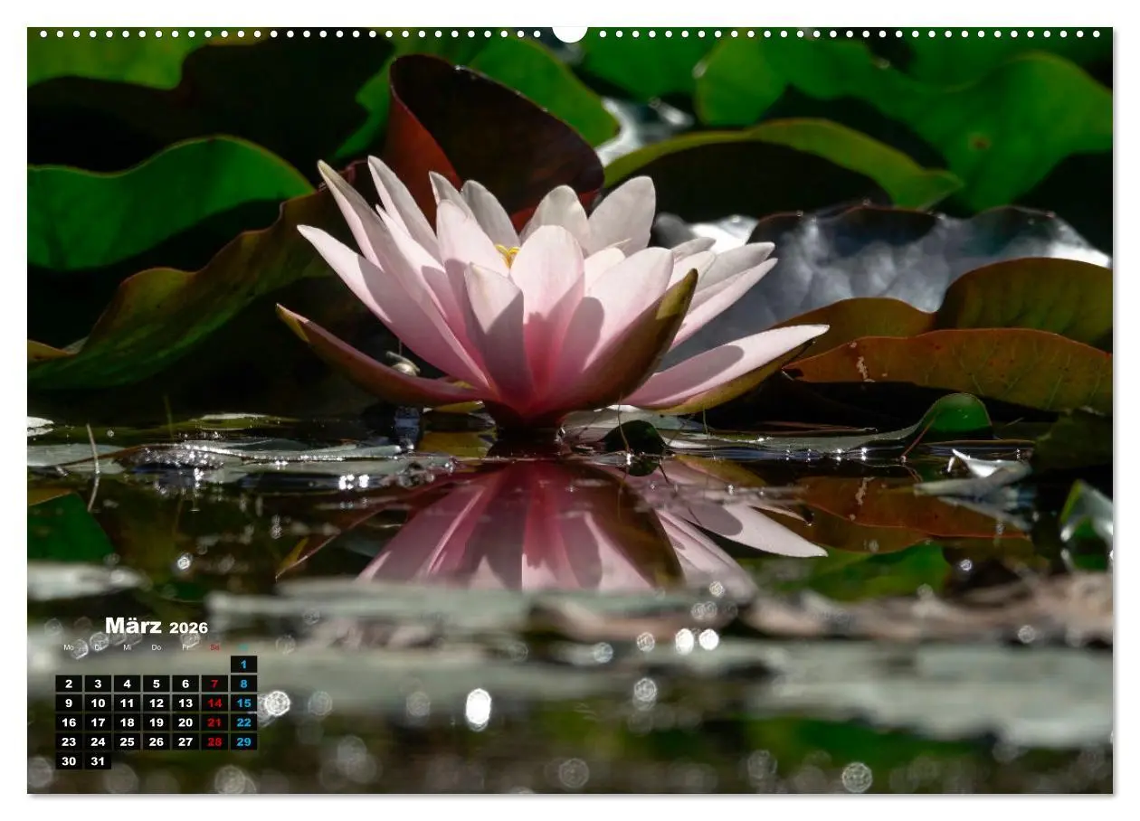 Bild: 9783457536643 | Malerische Seerosen (Wandkalender 2026 DIN A2 quer), CALVENDO...