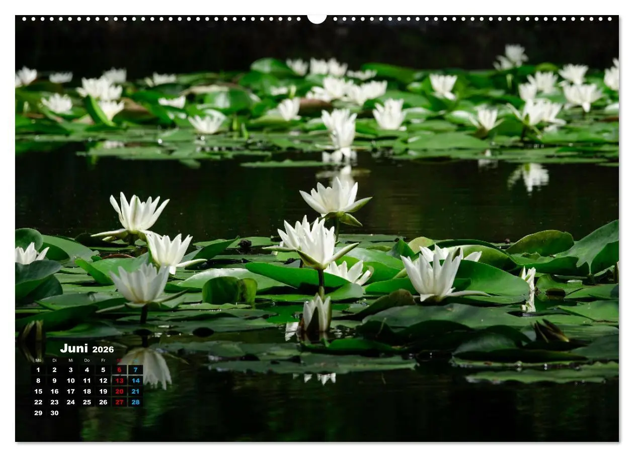 Bild: 9783457536643 | Malerische Seerosen (Wandkalender 2026 DIN A2 quer), CALVENDO...