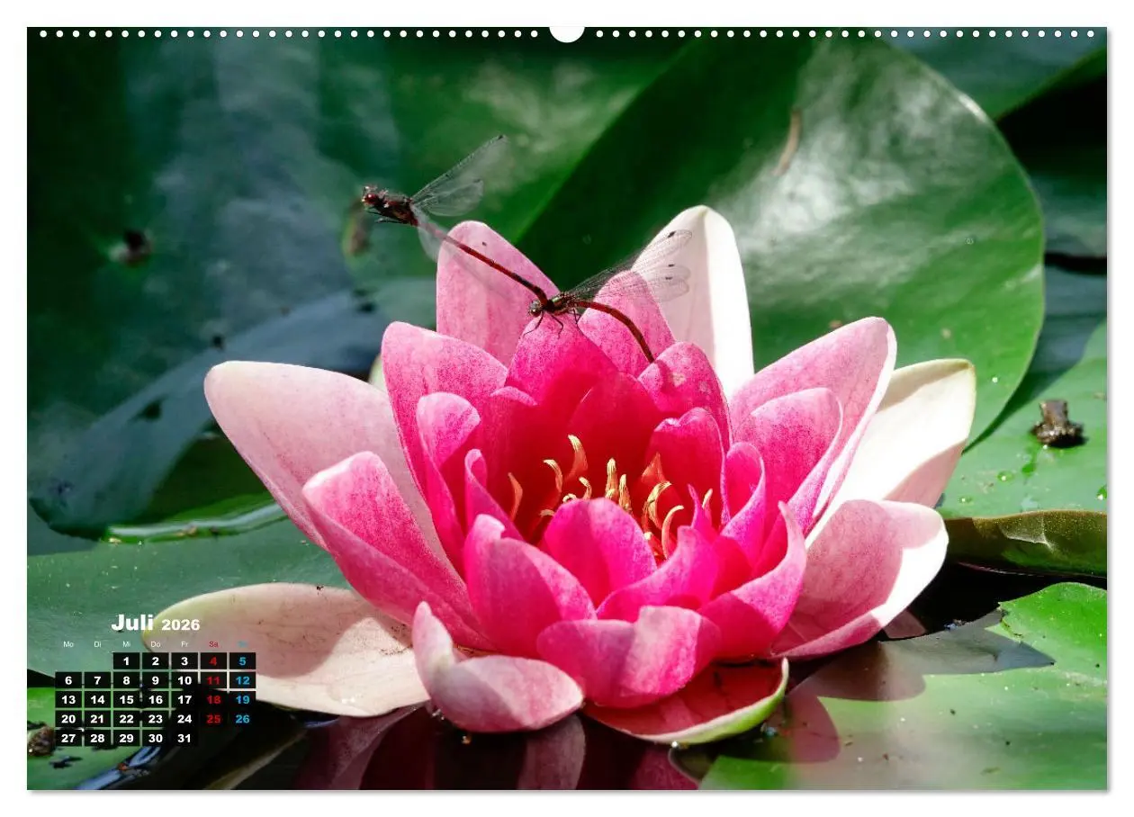 Bild: 9783457536643 | Malerische Seerosen (Wandkalender 2026 DIN A2 quer), CALVENDO...