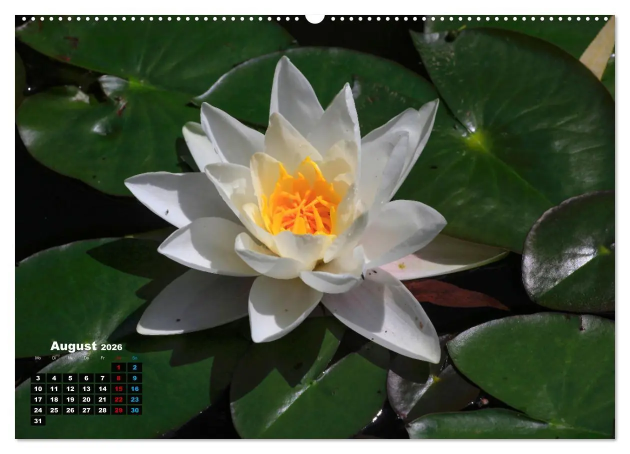 Bild: 9783457536643 | Malerische Seerosen (Wandkalender 2026 DIN A2 quer), CALVENDO...