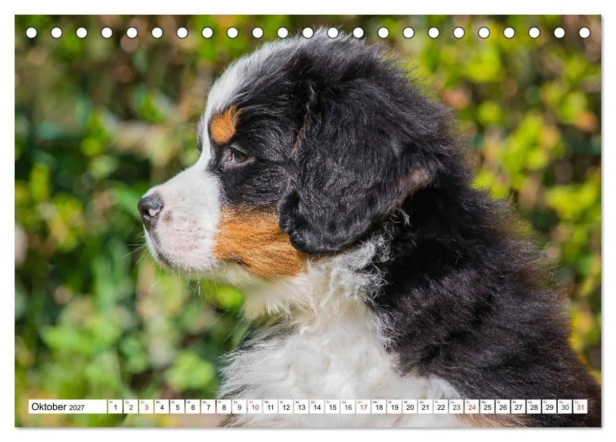 Bild: 9783569646643 | Kleine Herzen auf 4 Pfoten - Berner Sennenhunde (Tischkalender 2027...