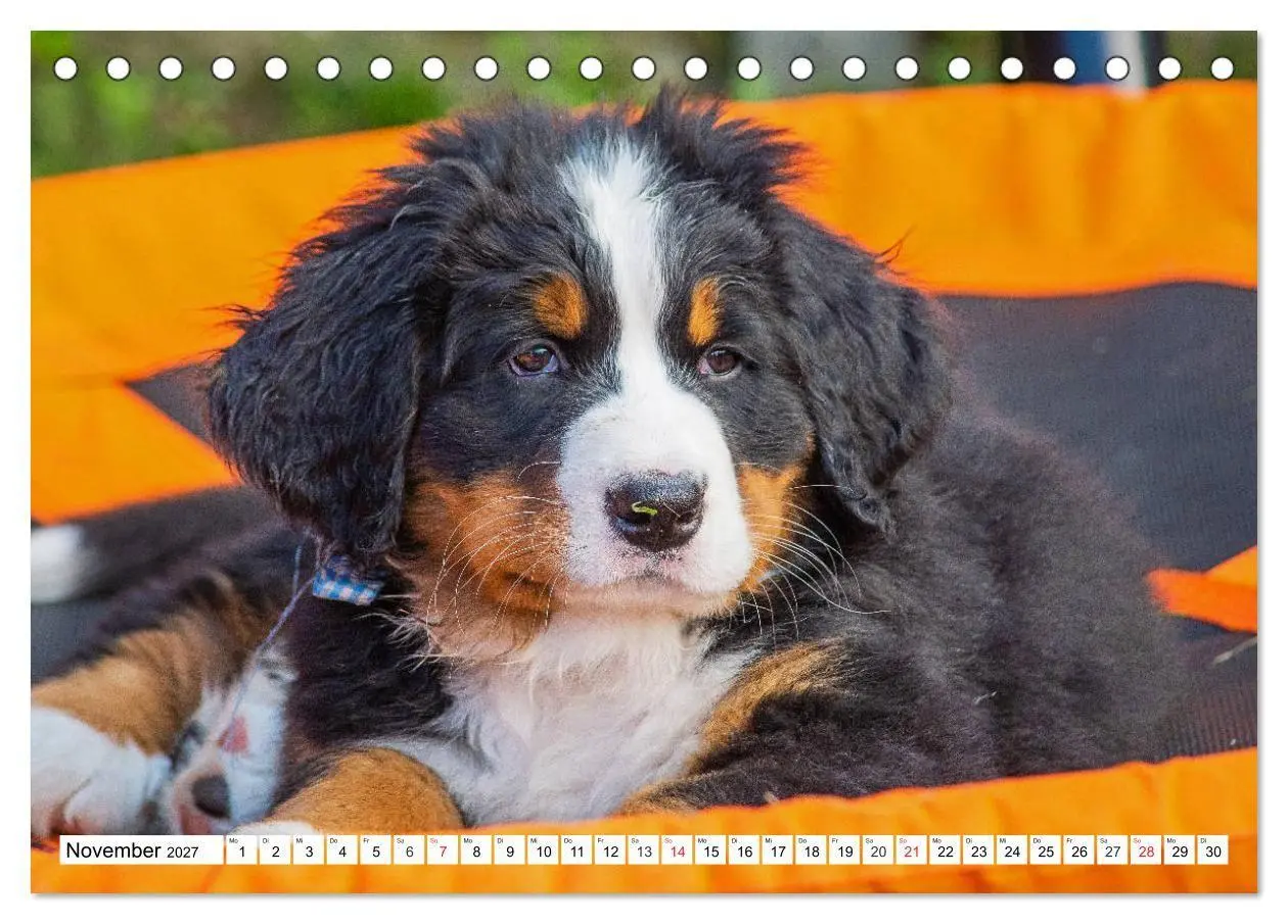 Bild: 9783569646643 | Kleine Herzen auf 4 Pfoten - Berner Sennenhunde (Tischkalender 2027...