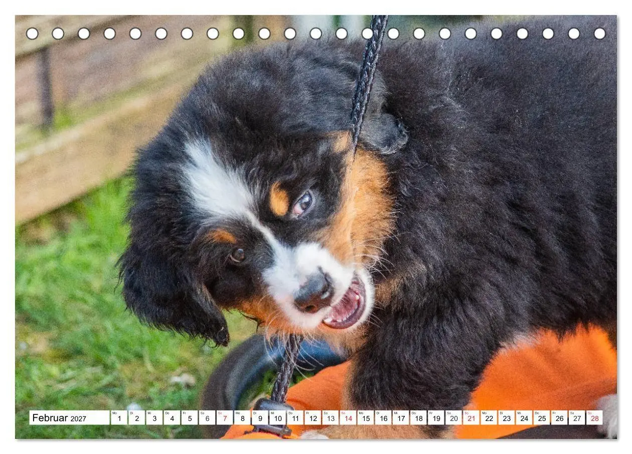 Bild: 9783569646643 | Kleine Herzen auf 4 Pfoten - Berner Sennenhunde (Tischkalender 2027...