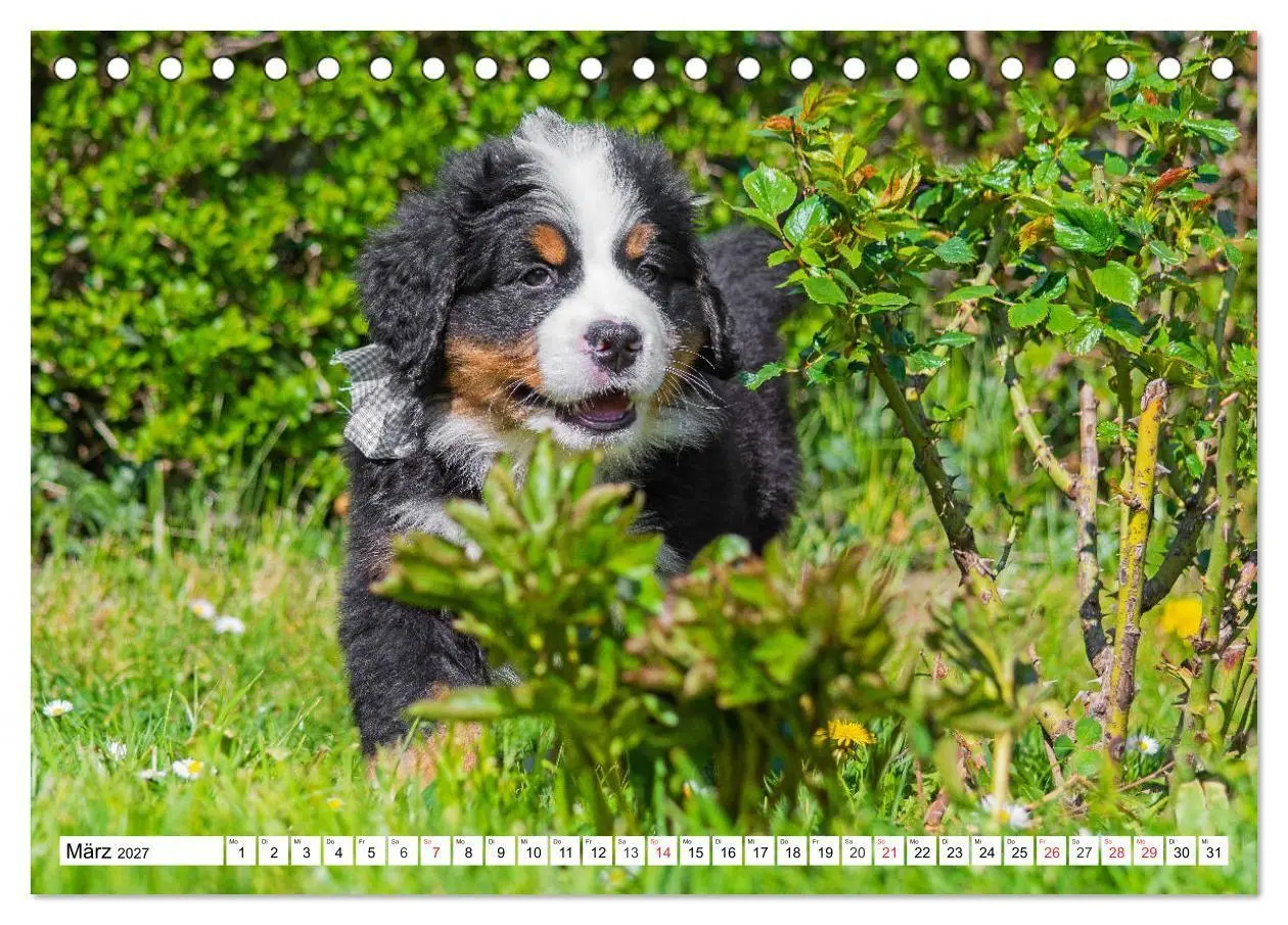 Bild: 9783569646643 | Kleine Herzen auf 4 Pfoten - Berner Sennenhunde (Tischkalender 2027...