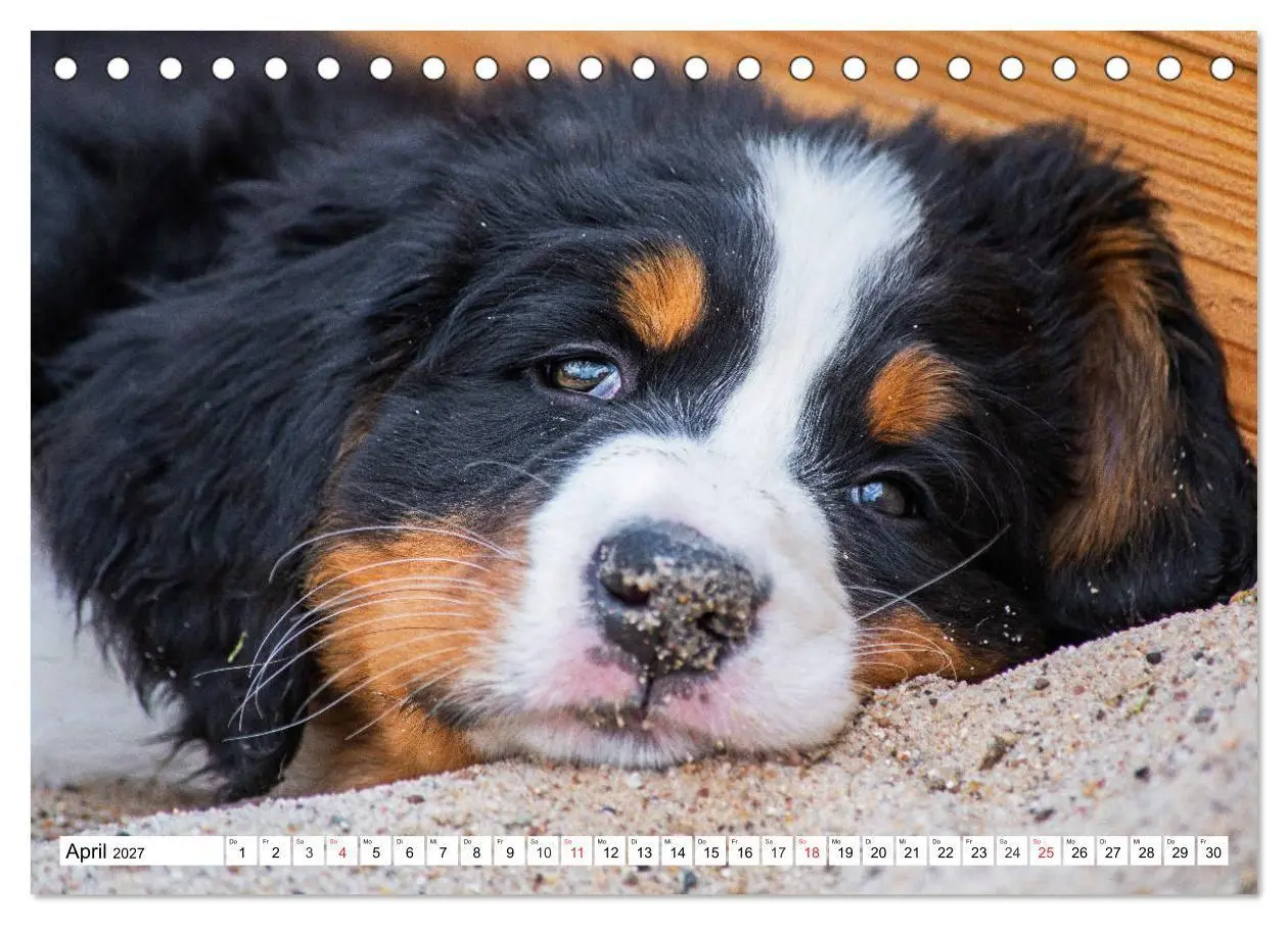 Bild: 9783569646643 | Kleine Herzen auf 4 Pfoten - Berner Sennenhunde (Tischkalender 2027...